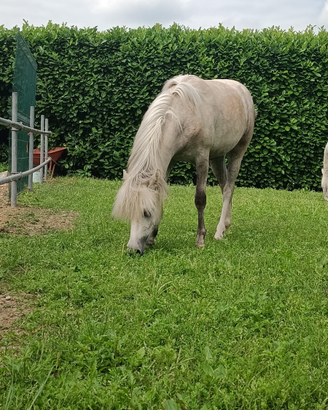 Pony Welsh femmina