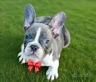 cucciola di bulldog francese 