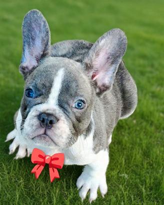 cucciola di bulldog francese 