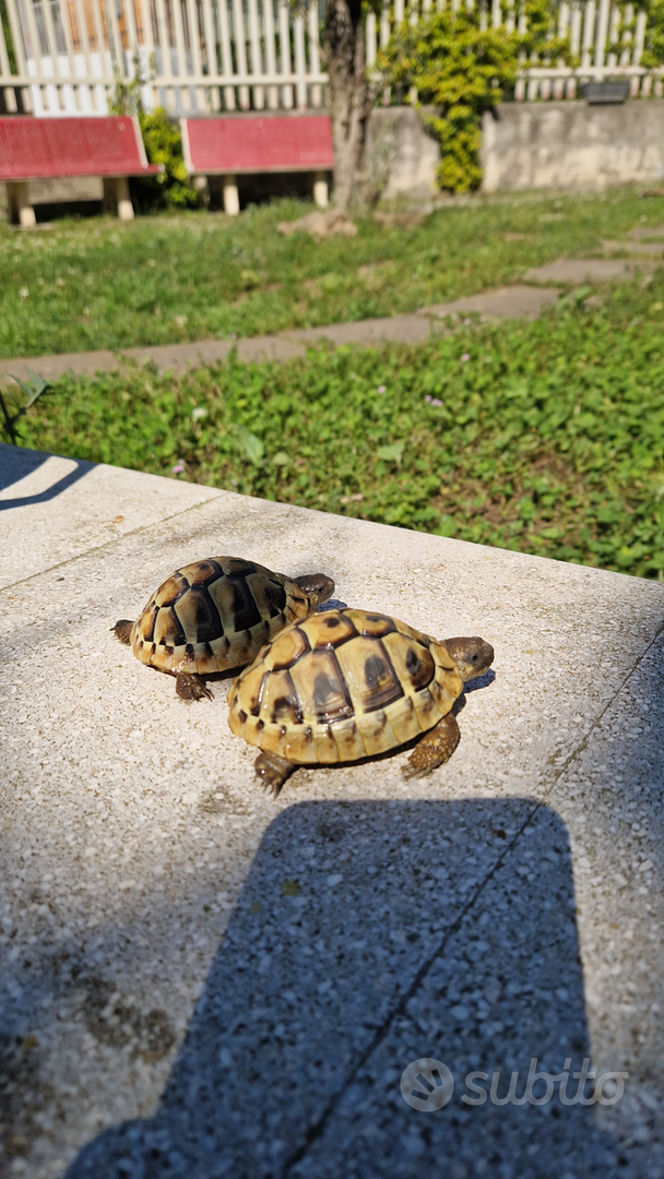 Tartarughe di terra - Animali In regalo a Salerno