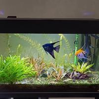 Acquario tropicale 120 L 240€