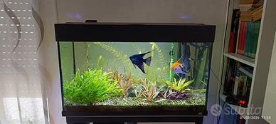 Acquario tropicale 120 L 240€