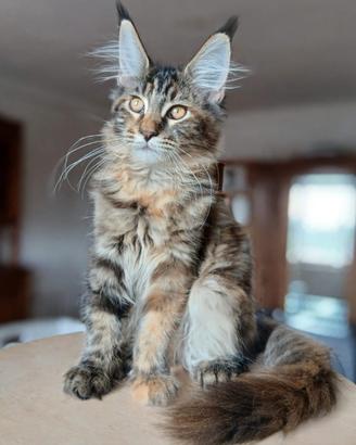 Cuccioli di Maine Coon con pedigree