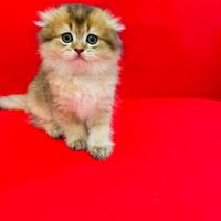 Scottish fold/gattini/colore cincillà dorato