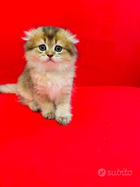 Scottish fold/gattini/colore cincillà dorato