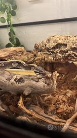 Pitone reale (Python regius)