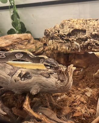 Pitone reale (Python regius)
