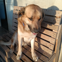 Cuccioloni da guardia