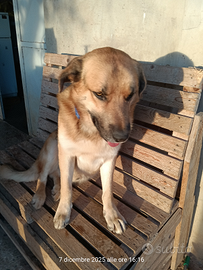 Cuccioloni da guardia