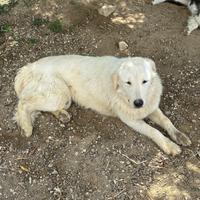 Cane taglia media grande