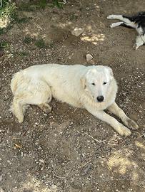 Cane taglia media grande