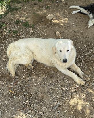 Cane taglia media grande