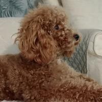 Barboncino per monte