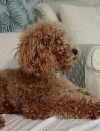 Barboncino per monte