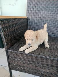 Animali
