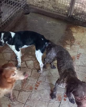 Bracco lagotto da tartufi