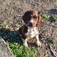 Cucciolo di springer spaniel