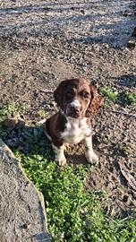 Cucciolo di springer spaniel