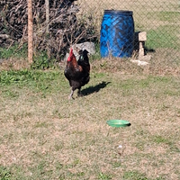 Galli Marans