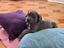 Immagine 4