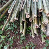 canne di Bambù già tagliate varie lunghezze