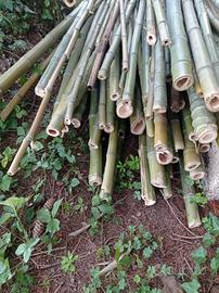 canne di Bambù già tagliate varie lunghezze