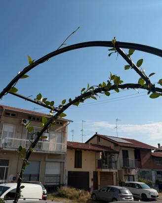 Arco da esterno con cancello