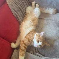 CAT SITTER 