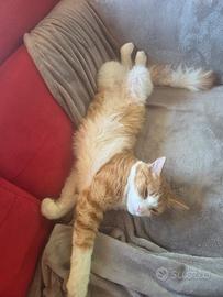 CAT SITTER 