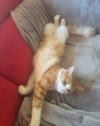 CAT SITTER 