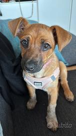 Cucciolo meticcio taglia piccola