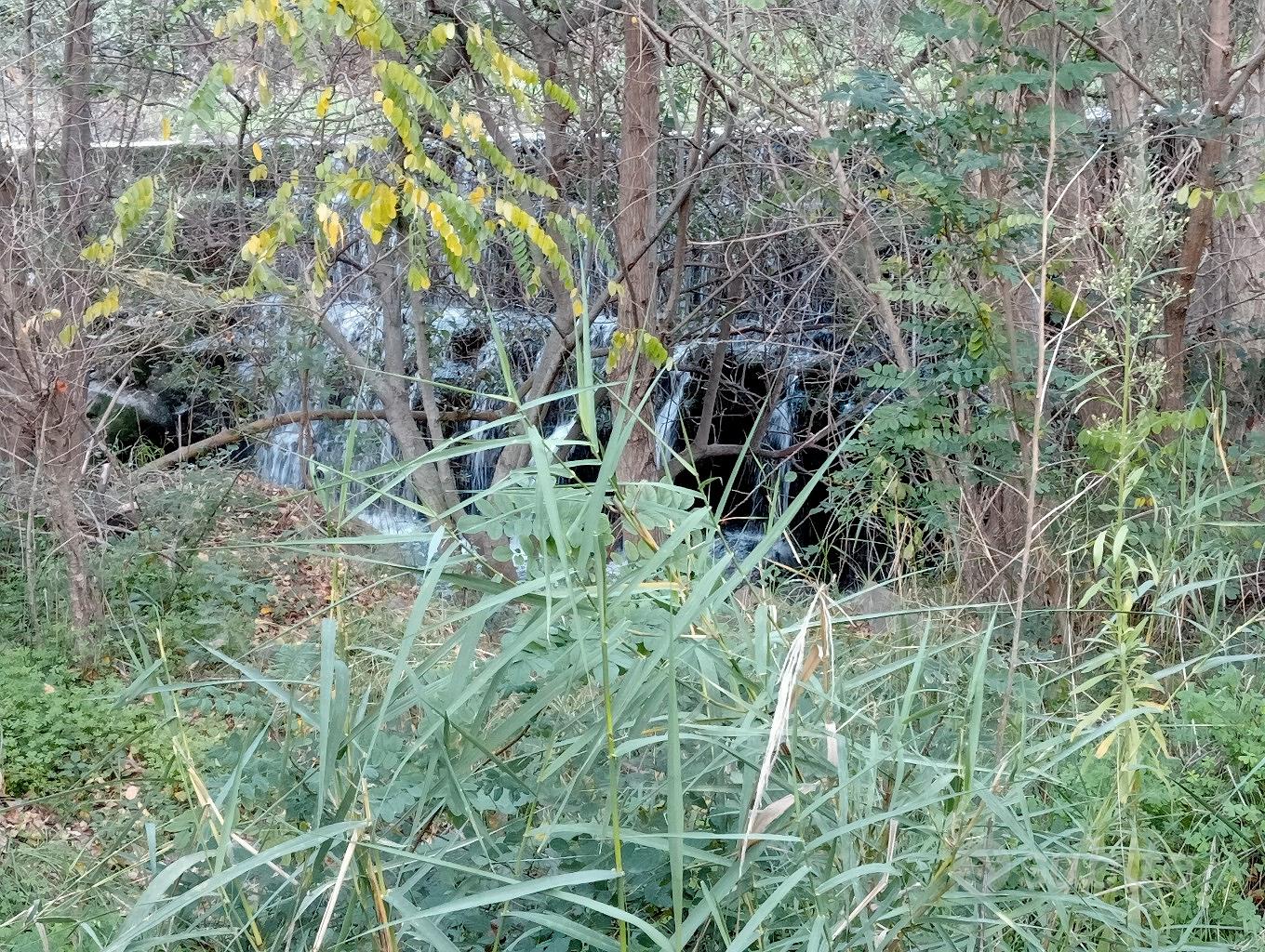 terreno bosco - Vista 5
