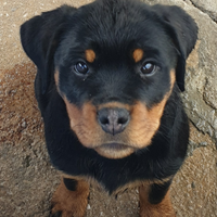 Cuccioli di Rottweiler con pedigree