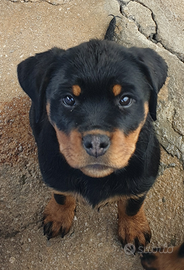 Cuccioli di Rottweiler con pedigree