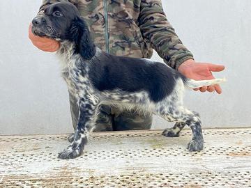 Cuccioli di setter