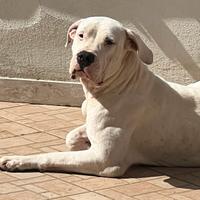 Dogo argentino femmina