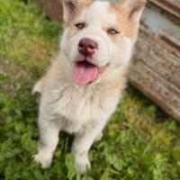 Cucciola Femmina Siberian Husky
