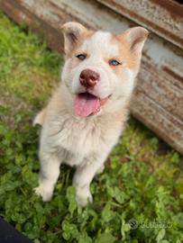 Cucciola Femmina Siberian Husky