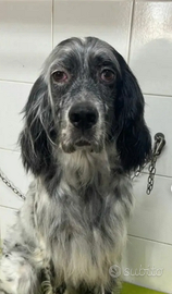 Asia setter in adozione