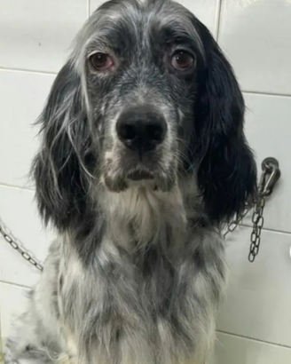 Asia setter in adozione