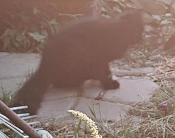 Gatto persiano