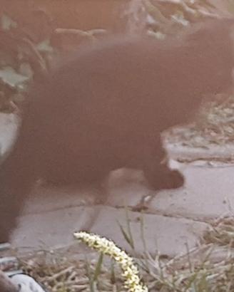Gatto persiano