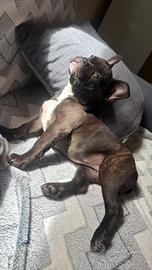 Cucciola di bulldog francese esotica di 4 mesi