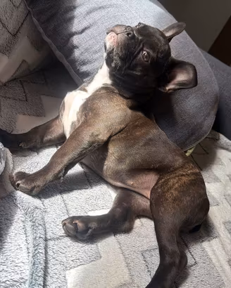 Cucciola di bulldog francese esotica di 4 mesi