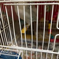 Coppia dí separabili