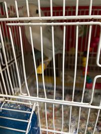 Coppia dí separabili