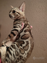 Femmina bengala 2,5 mesi n24