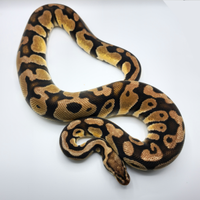 Pitone Reale - 1.0 Pastel DH Clown Desert Ghost