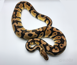 Pitone Reale - 1.0 Pastel DH Clown Desert Ghost