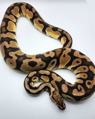 Pitone Reale - 1.0 Pastel DH Clown Desert Ghost